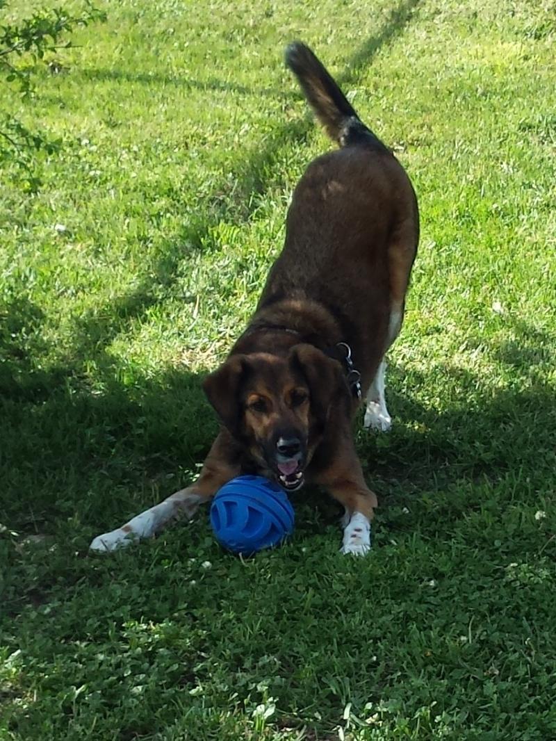 Top Dog Kennels Inc. Services overnight Boardingdaycareexercise